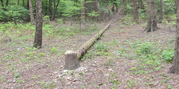 Umgefällter Baum im Hambacher Forst Umgefällter Baum im Hambacher Forst