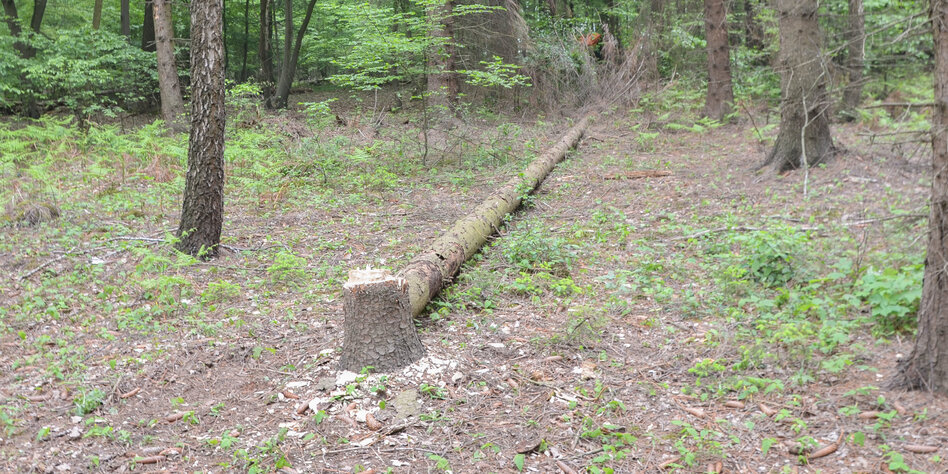 Hambacher Forst in Gefahr: RWE geht an die Wurzeln