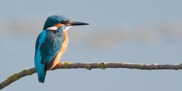 Ein kleiner blau-roter Vogel sitzt auf einem Ast Ein kleiner blau-roter Vogel sitzt auf einem Ast