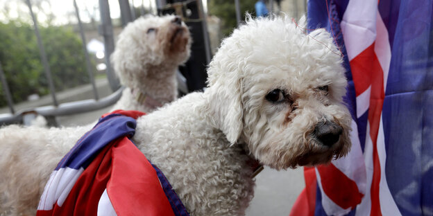 Ein Hund mit der Union Jack