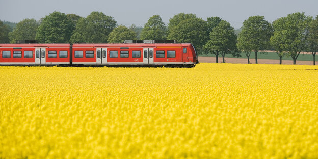 Rote Bahn hinter Rapsfeld.