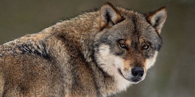 Ein Wolf guckt in die Kamera Ein Wolf guckt in die Kamera