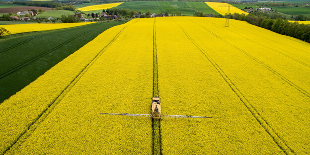 Ein Landwirt fährt mit einem Spezialfahrzeug durch ein Rapsfeld. Ein Landwirt fährt mit einem Spezialfahrzeug durch ein Rapsfeld.
