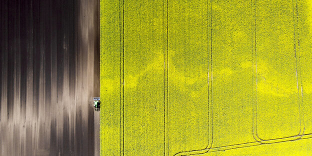 Ein Landwirt pflügt mit seinem Traktor neben einem Rapsfeld mit hellgelben Blüten. Ein Landwirt pflügt mit seinem Traktor neben einem Rapsfeld mit hellgelben Blüten.