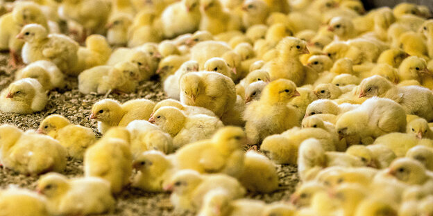 Wenige Tage alte Küken stehen in einem Hähnchenmastbetrieb. Wenige Tage alte Küken stehen in einem Hähnchenmastbetrieb.