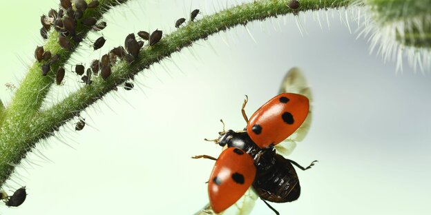 Ein Marienkäfer fliegt eine Pflanze mit Blattläusen an Ein Marienkäfer fliegt eine Pflanze mit Blattläusen an