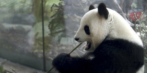 Die Pandabärin Meng Meng sitzt in ihrem Gehege an eine Scheibe gelehnt und steckt sich gerade eine Stange Bambus ins Maul