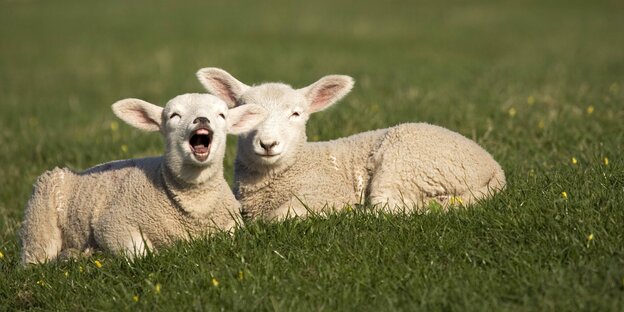 2 kleine Schafe auf der Wiesen, eines blökt