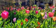 Blühende Tulpen im Garten des Berliner Clubs About Blank