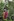 Drei indigene brasianische Frauen und ein Mann stehen im Urwald.