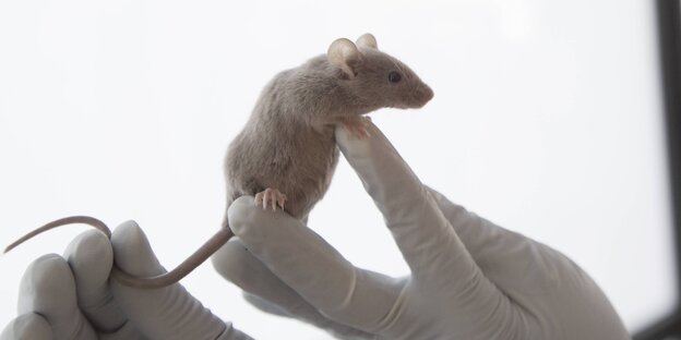 Eine weiße Maus klettert auf einer Hand Eine weiße Maus klettert auf einer Hand