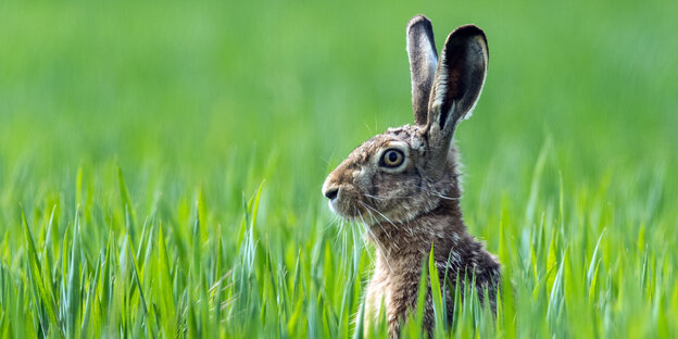 Ein Hase sitzt auf einer Wiese.