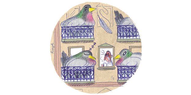 Illustration: Auf allen Balkons eines Hauses nistet eine überdimensionierte Taube. Hinter einem Fenster sieht man einen wütenden Mann