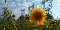 Sonnenblumen vor Hochspannungsleitungen.