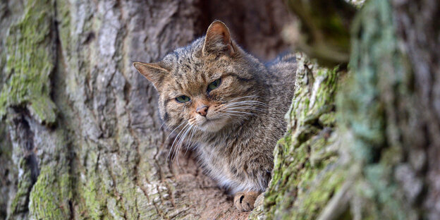 Eine Wildkatze auf einem Baum Eine Wildkatze auf einem Baum