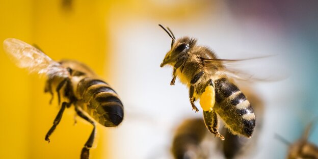 Zwei Bienen fliegen herum