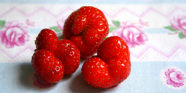 Drei knubbelige Erdbeeren liegen auf einem Tischtuch Drei knubbelige Erdbeeren liegen auf einem Tischtuch