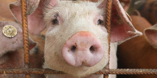 Ein Schwein hinter einem Gitter. Ein Schwein hinter einem Gitter.