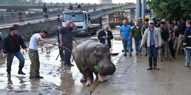 Ein Nilpferd steht auf der Straße umringt von Männern Ein Nilpferd steht auf der Straße umringt von Männern