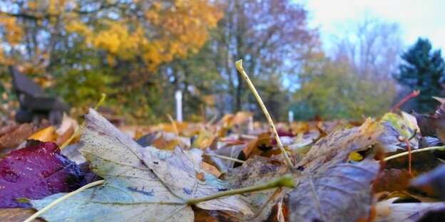 Buntes Herbstlaub