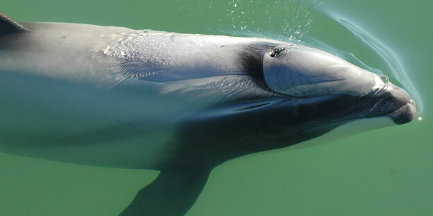 Ein Maui-Delfin schwimmt durch das Wasser Ein Maui-Delfin schwimmt durch das Wasser