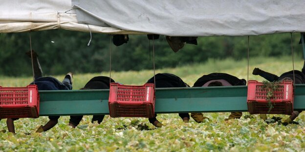 Gurkenflieger im Einsatz bei der Ernte von Feldgurken – mit Erntehelfer­*innen auf dem Ausleger der Erntemaschine