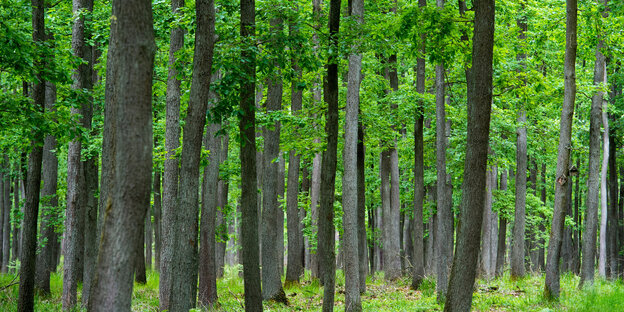 Ein Wald. Viele Baumstämme. Ein Wald. Viele Baumstämme.