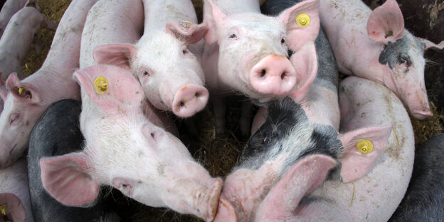 Schweine und Ferkel Schweine und Ferkel