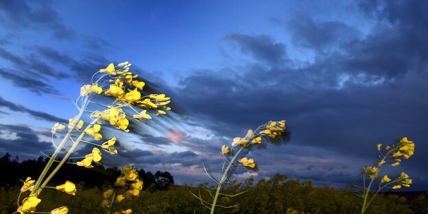 Rapsblüten im Wind Rapsblüten im Wind