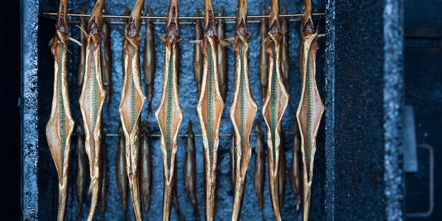 Räucherfisch Räucherfisch
