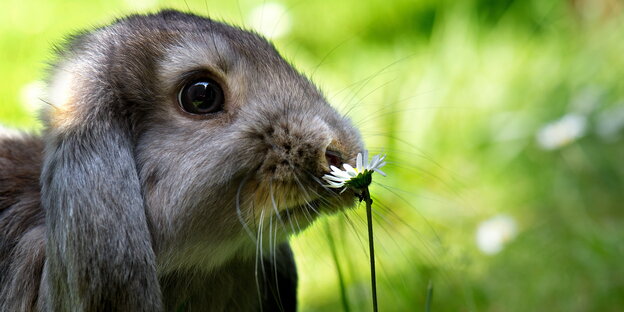 Ein süßes Kaninchen schnüffelt an einem Gänseblümchen. Es sitzt auf einer Wiese. Ein süßes Kaninchen schnüffelt an einem Gänseblümchen. Es sitzt auf einer Wiese.