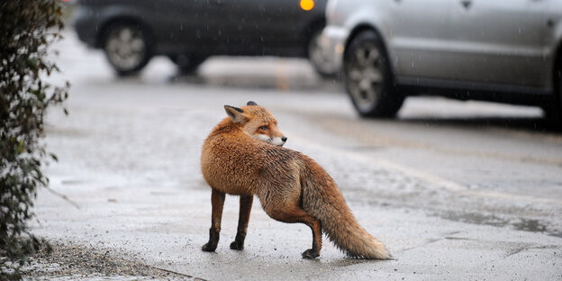 Ein Fuchs auf der Straße Ein Fuchs auf der Straße