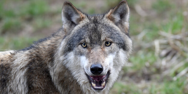 Ein Wolf reißt das Maul auf Ein Wolf reißt das Maul auf