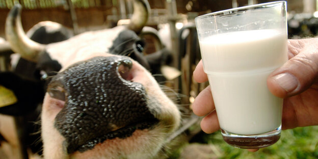 Milchkuh neben einem Glas Milch Milchkuh neben einem Glas Milch