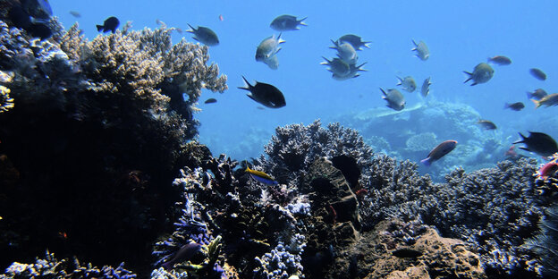 Korallenriff mit Fischen Korallenriff mit Fischen