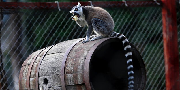 Ein Lemur sitzt auf einer Tonne Ein Lemur sitzt auf einer Tonne