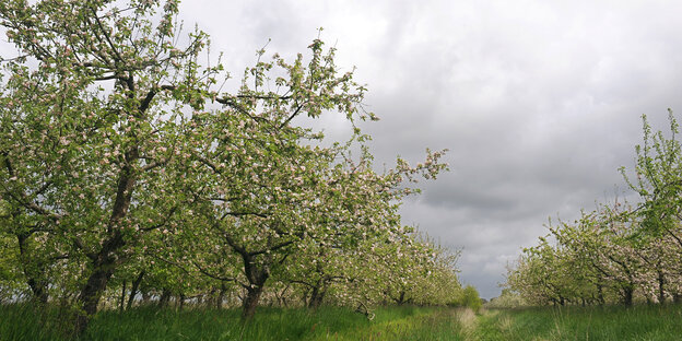 Apfelbäume im Alten Land Apfelbäume im Alten Land