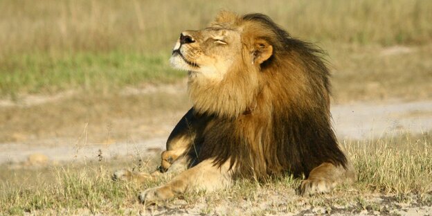 Löwe Cecil Löwe Cecil