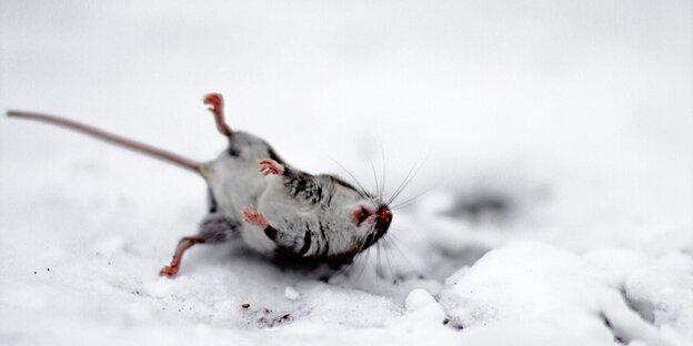 Eine offenbar erforerene Maus liegt auf Schnee Eine offenbar erforerene Maus liegt auf Schnee