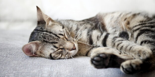 Schlafende Katze Schlafende Katze