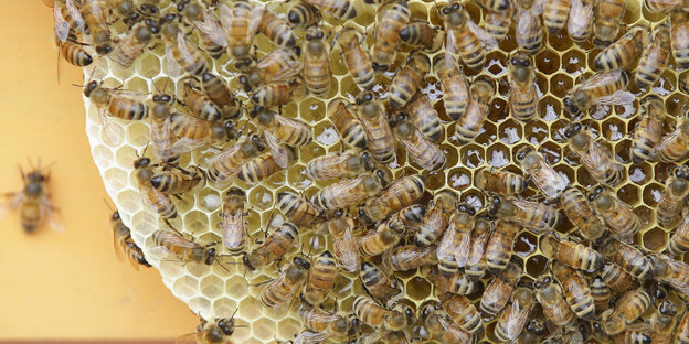 Honigbienen auf Waben Honigbienen auf Waben