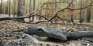 Verbrannte Baumstämme und Äste sind im Stadtwald nach dem Waldbrand zu sehen