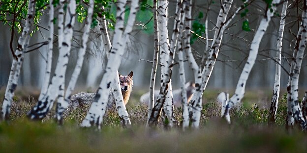 Ein Wolf steht in einem Birkenwald.