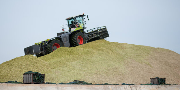 Frisch gehäckselter Mais wird von einem Traktor auf dem Gelände einer Biogasanlage zu einem Hügel aufgeschoben und verdichtet Frisch gehäckselter Mais wird von einem Traktor auf dem Gelände einer Biogasanlage zu einem Hügel aufgeschoben und verdichtet