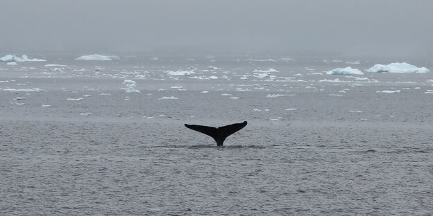 Die Flosse eines Wals ragt aus dem Meer hinaus, im Hintergrund Eisschollen auf dem Wasser