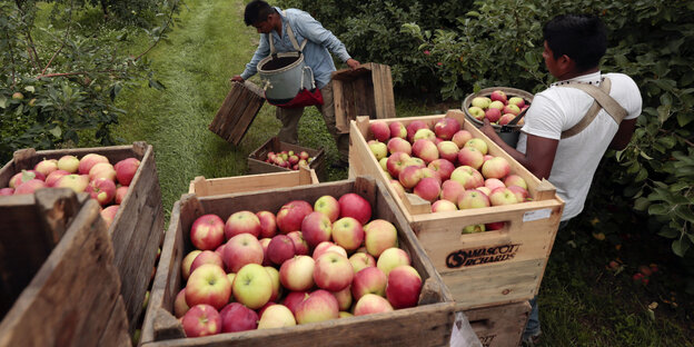 Erntehelfer hantieren mit fefüllten Kisten in einer Obstplantage in den USA. Erntehelfer hantieren mit fefüllten Kisten in einer Obstplantage in den USA.