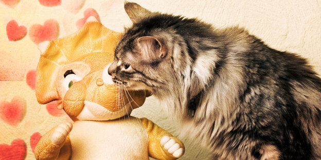 Flirtende Katze Flirtende Katze