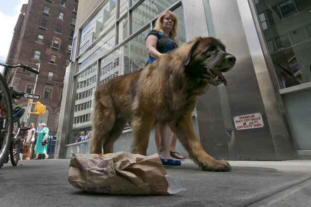 Eine Hundebesitzerin läuft mit ihrem großen Hund durch New York. Eine Hundebesitzerin läuft mit ihrem großen Hund durch New York.