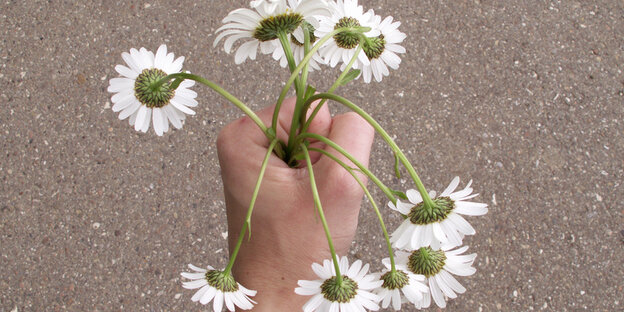 Ein Blumenstrauß in einer Hand. Es sind Margeriten, die die Köpfe hängen lassen. Ein Blumenstrauß in einer Hand. Es sind Margeriten, die die Köpfe hängen lassen.