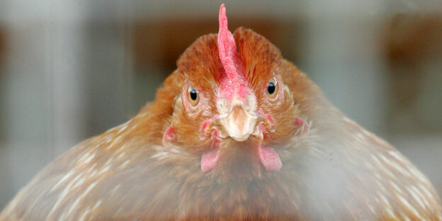 Huhn Huhn